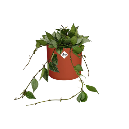 Hoya Krohniana Eskimo in ELHO b.for soft rond 14cm brique
