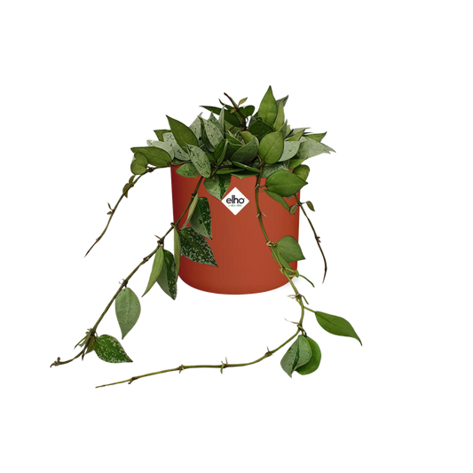 Hoya Krohniana Eskimo in ELHO b.for soft rond 14cm brique