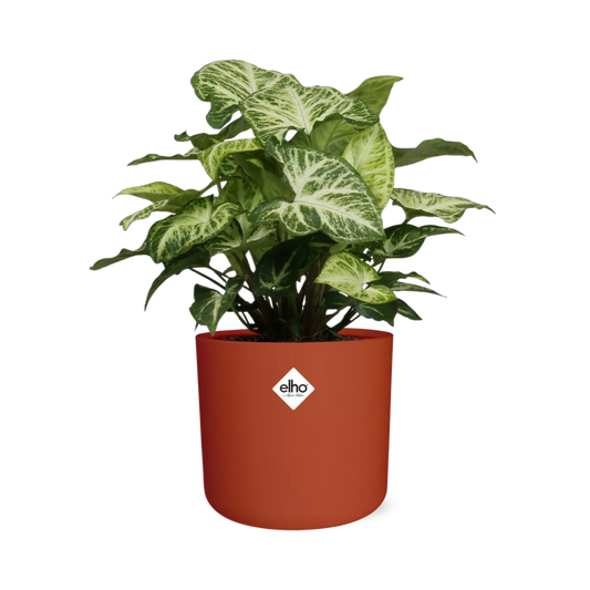 Syngonium Arrow in ELHO b.for soft rond 14cm brique