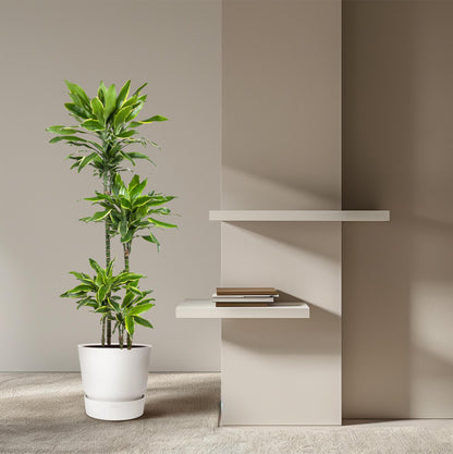 Drachenbaum Golden Coast – 140 cm – Pflegeleichte Zimmerpflanze