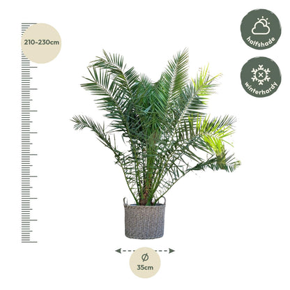 Kanarische Dattelpalme 300 cm – Mediterrane Kübelpflanze