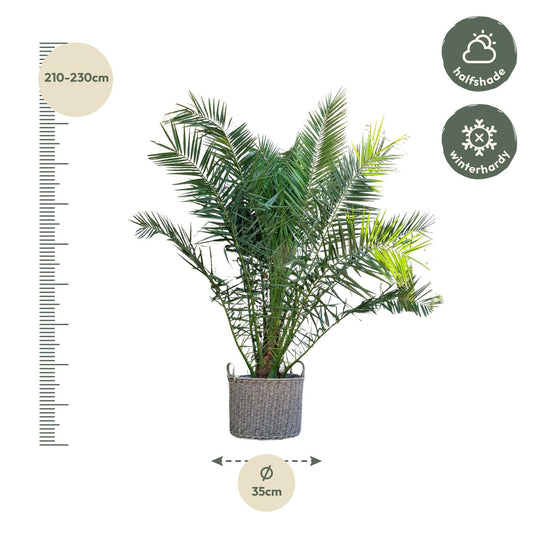 Kanarische Dattelpalme 300 cm – Mediterrane Kübelpflanze