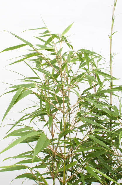 2x - Fargesia rufa - ↨60cm - Ø19