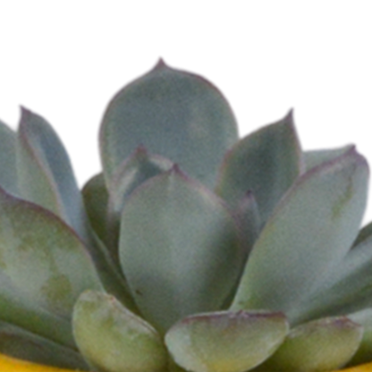 Vetplanten-Mischung 5,5 cm - 5x - in Mexicaanse pot