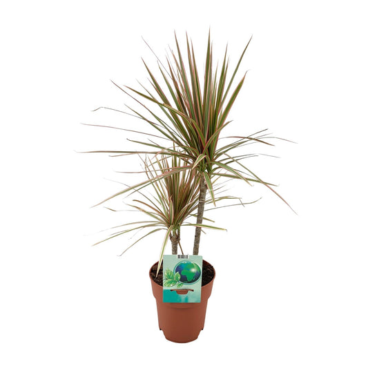 Dracaena Marginata Bicolor - Ø19cm - ↕70cm