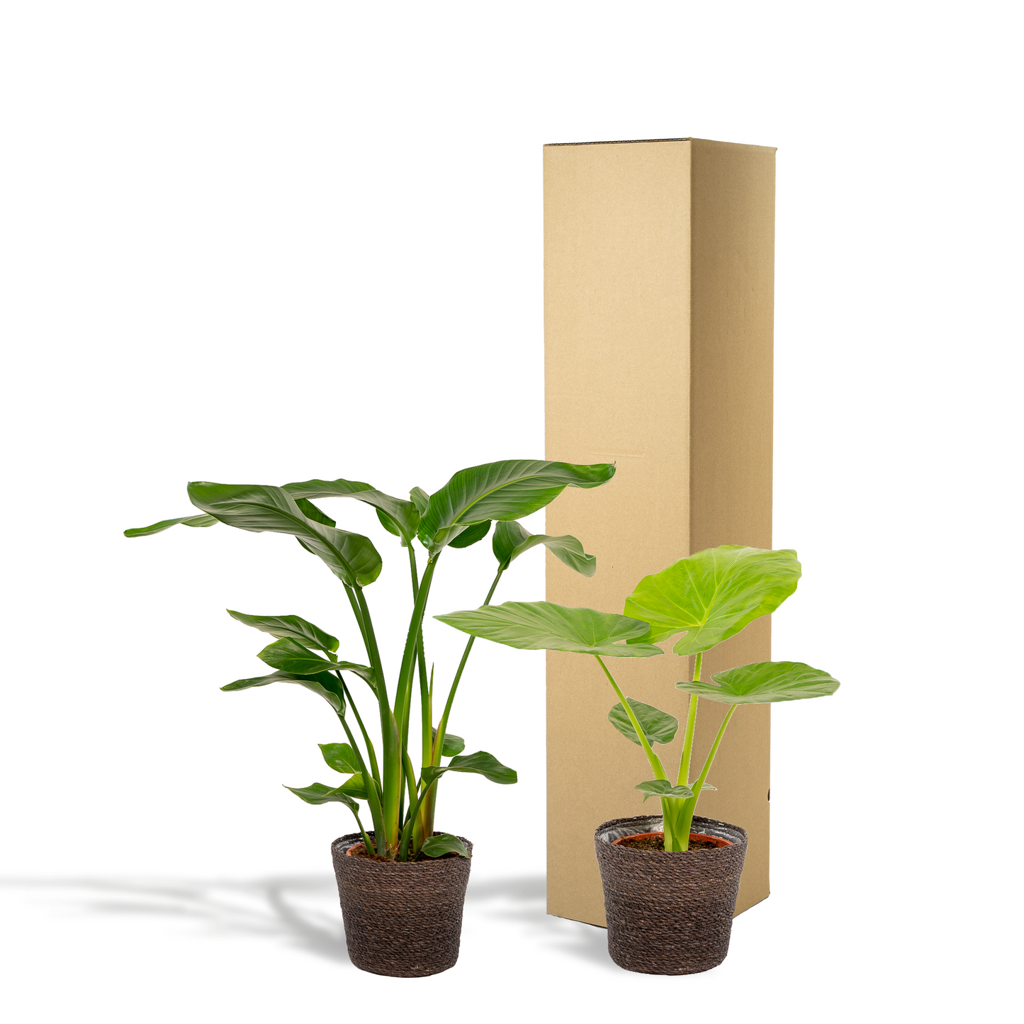 Strelitzia Nicolai - Ø19cm - ↕85cm + Alocasia Macrorrhiza - Ø19cm - ↕70cm + Korb Igmar