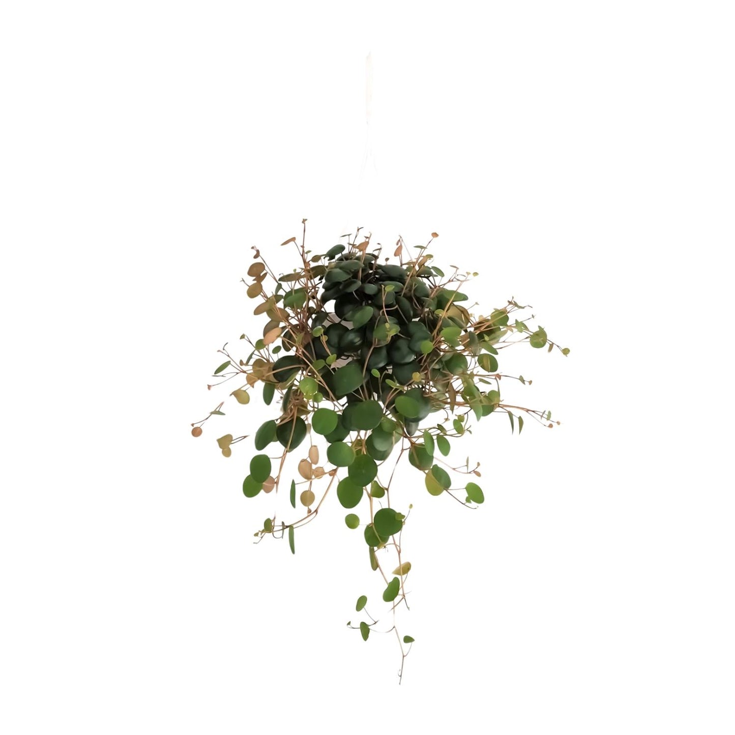 Peperomia Pepperspot - Ø11cm - ↕20cm
