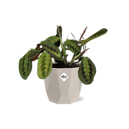 Maranta Leuconeura ‘Fascinator’ Tricolor in ELHO b.for rock 14 cm warm grey