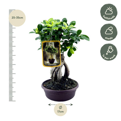 Ginseng-Feige Bonsai Zimmerpflanze – 30 cm pflegeleicht