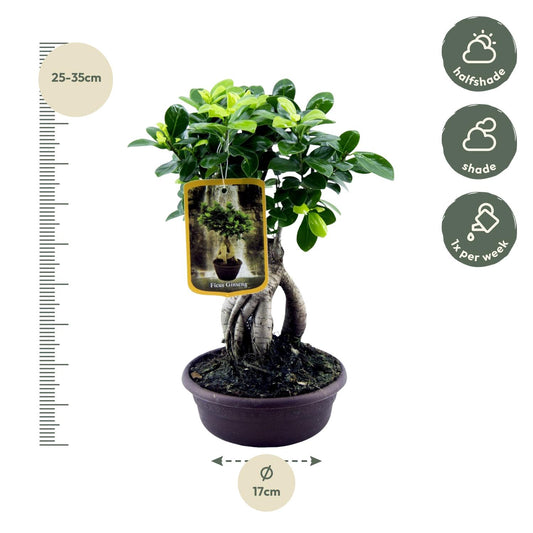 Ginseng-Feige Bonsai Zimmerpflanze – 30 cm pflegeleicht