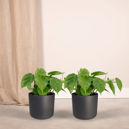 2x Philodendron Scandens - - 5cm - ø12