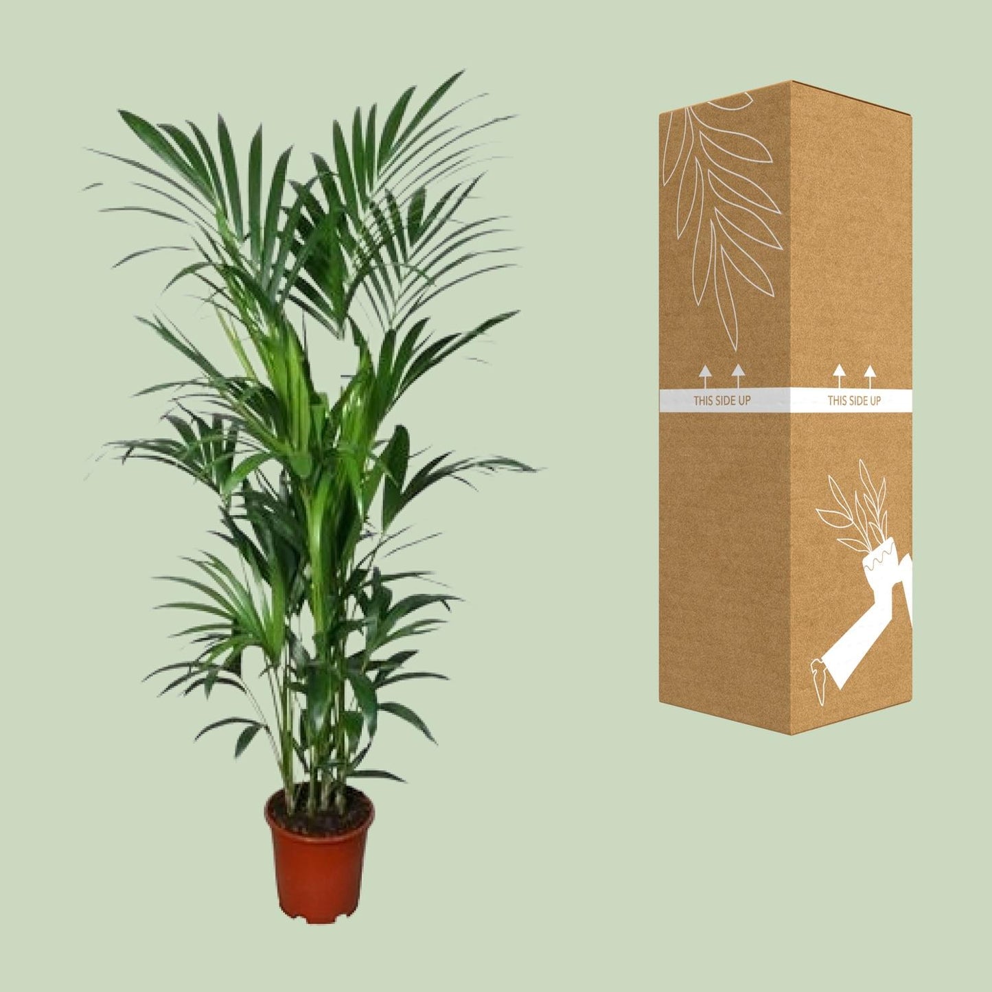 Howea - Ø27cm - ↕180cm