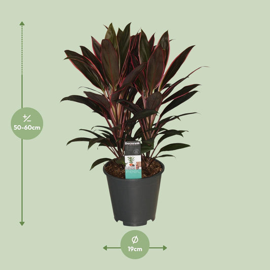 Cordyline Rumba - Ø19cm - ↕55cm