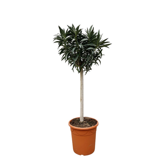 Oleander am Stamm Rosa – 200 cm Mediterrane Kübelpflanze