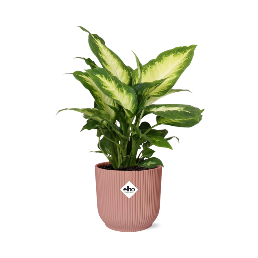 Dieffenbachia ‘Camilla’ in ELHO Vibes Fold 14cm roze