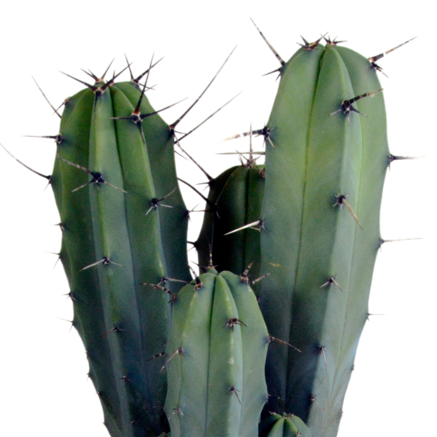 Myrtillocactus-Geometrisierung 17 cm - zonder pot