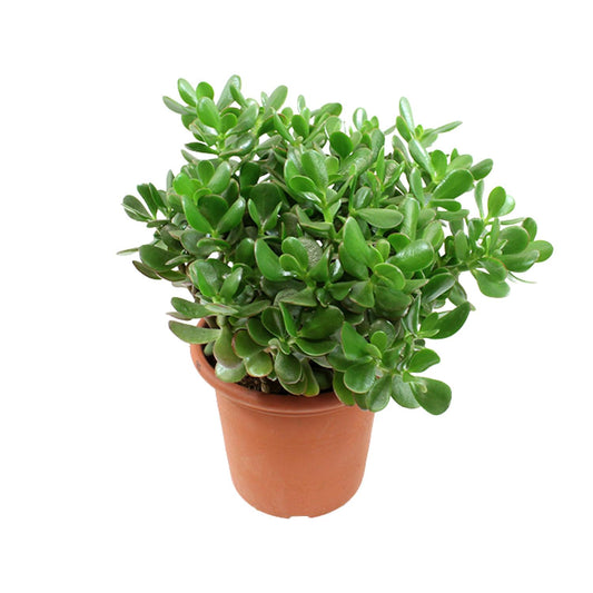 Crassula Ovata - Ø23cm - ↕35cm