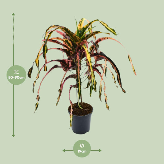 Croton Dreadlock P19 - Ø19cm - ↕85cm