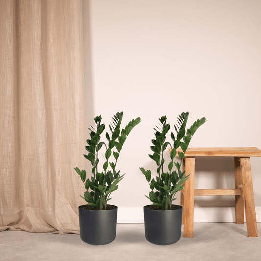 2x Zamioculcas Zamiifolia - Smaragdpalme - 70cm - ø17