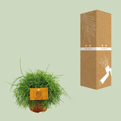 Rhipsalis Cassutha - Ø11cm - ↕15cm