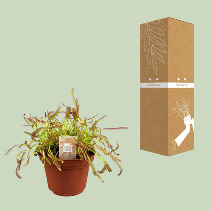 Drosera Capensis - Ø12cm - ↕17cm