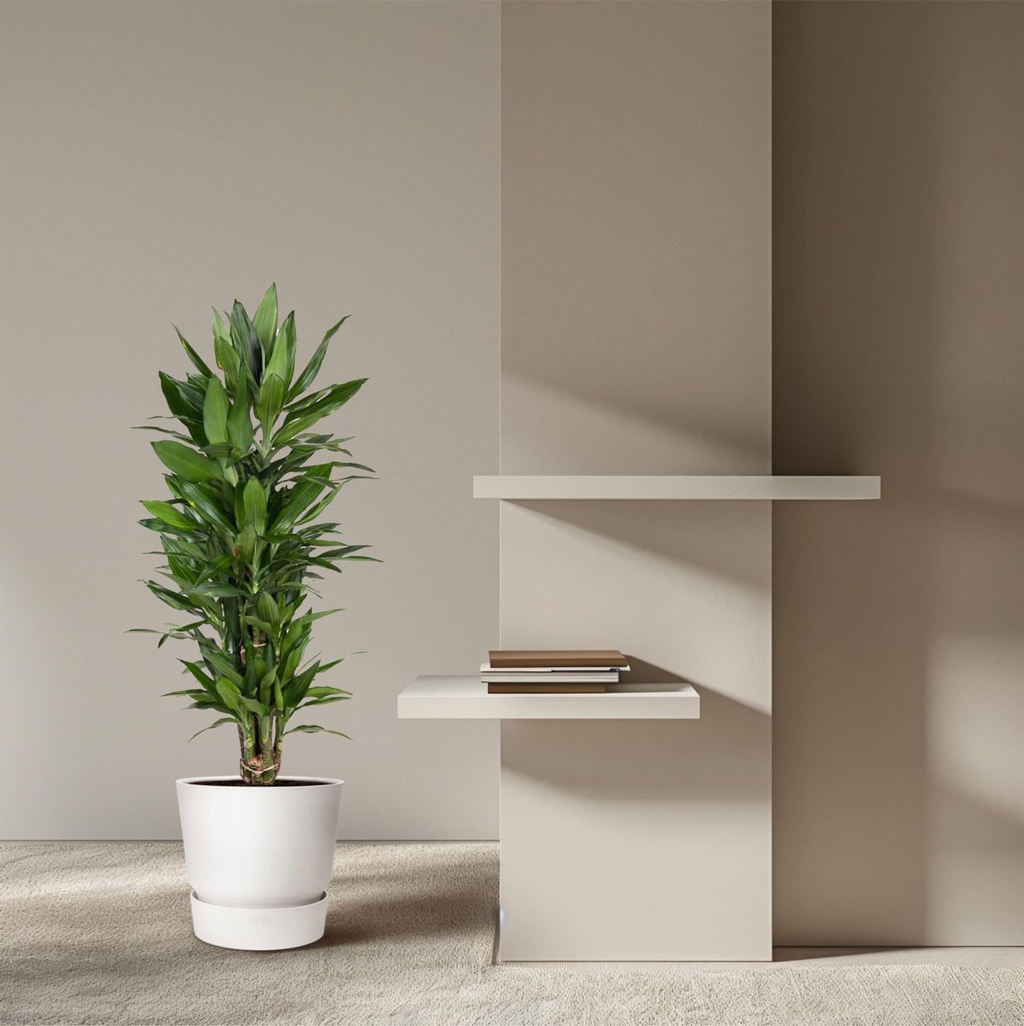 Drachenbaum Janet Lind – Stilvolle, pflegeleichte Zimmerpflanze 110 cm