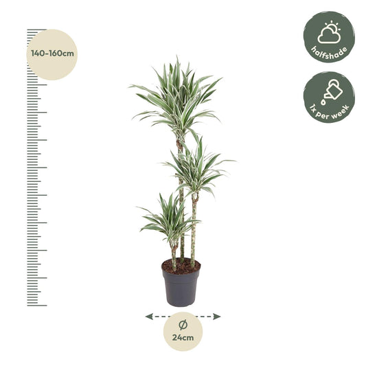 Drachenbaum White Stripe – 150 cm pflegeleichte Zimmerpflanze