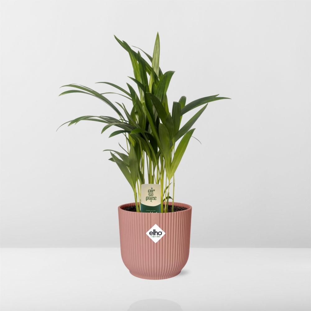 Dypsis Lutescens (Areca) 12cm in ELHO Vibes Fold 14cm roze
