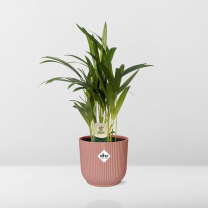 Dypsis Lutescens (Areca) 12cm in ELHO Vibes Fold 14cm roze