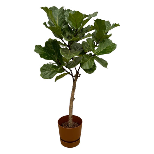 Geigenfeige Stamm 160 cm – Ficus Lyrata Zimmerpflanze
