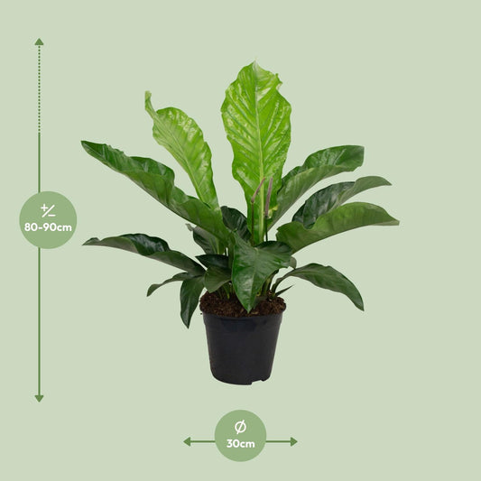 Anthurium KARMA Botanical - Ø30cm - ↕90cm