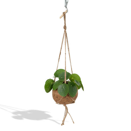Kokodama Pilea Peperomiodes - Ø15cm - ↕20cm