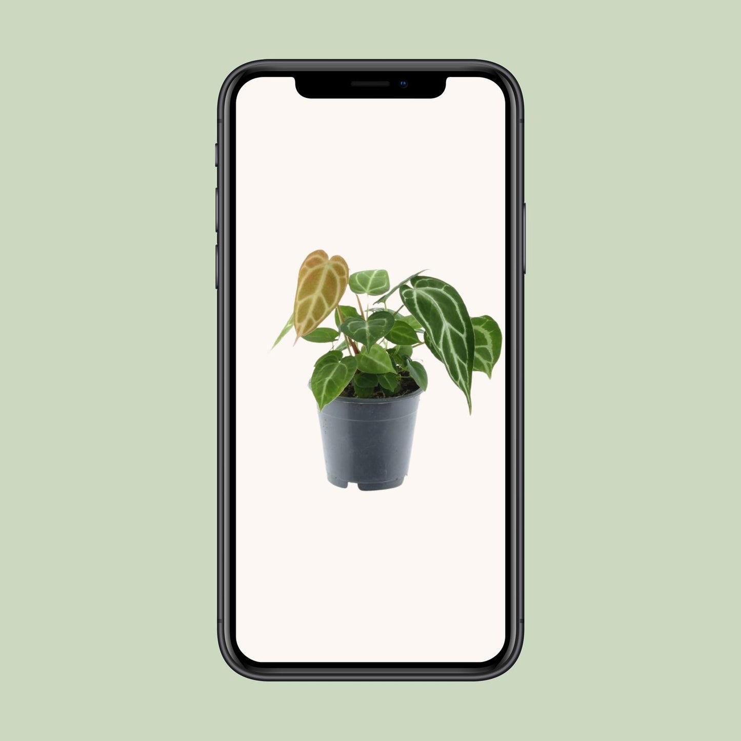Anthurium Chrystallinum P12 - Ø12cm - ↕35cm