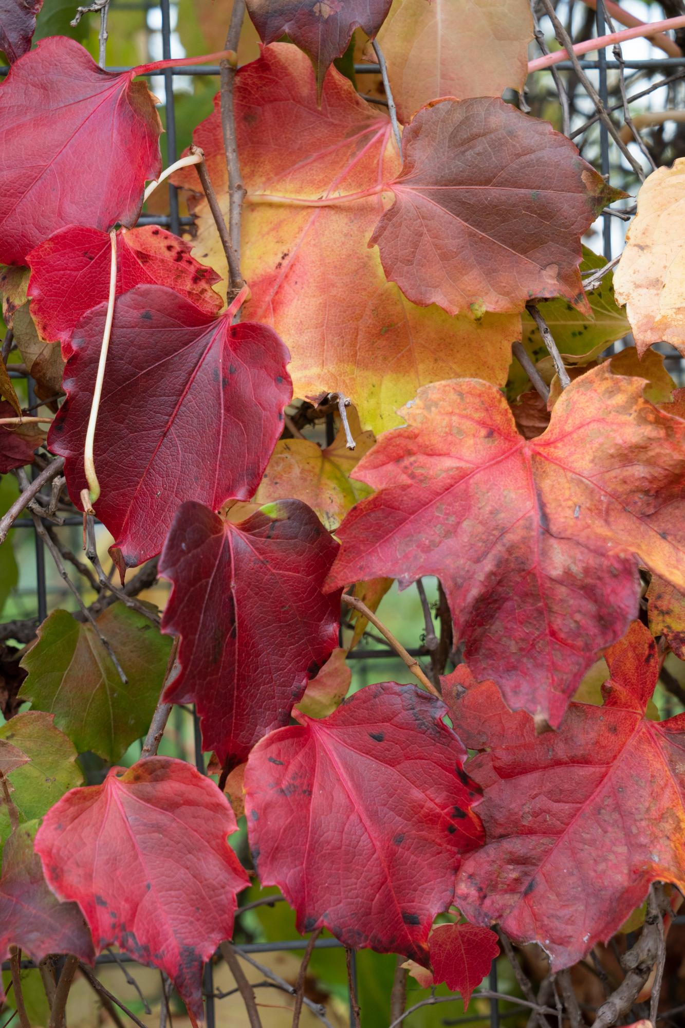 Parthenocissus tricuspidata 'Fenway Park' - GelbgrÃ¼ner WildflÃ¼gel - Ø15cm - ↕65cm
