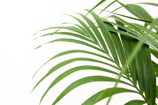 Kentia Palme 160 cm – Elegante, pflegeleichte Zimmerpflanze