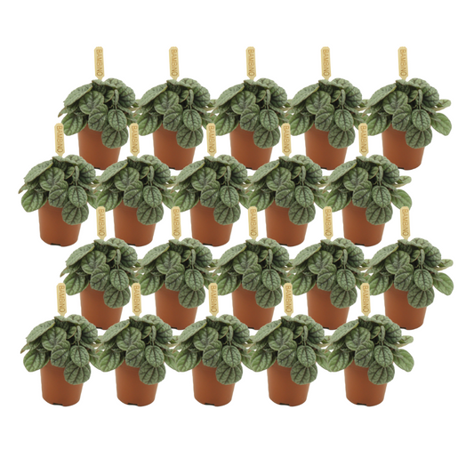 Peperomia Greyhound - 20 stuks - Ø5,5cm - ↕10cm
