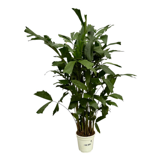 Fischschwanzpalme 110 cm – Exotische Zimmerpflanze