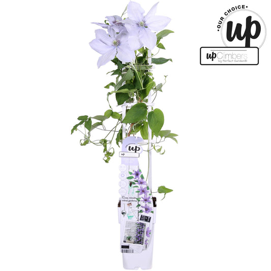 Clematis Bernadine - Clematis Evison Flieder