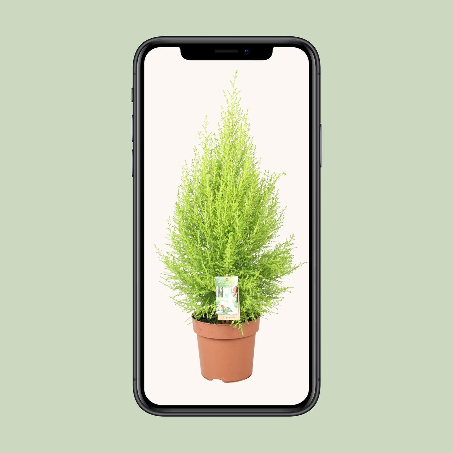 Cupressus Goldcrest Wilma - Ø17cm - ↕60cm