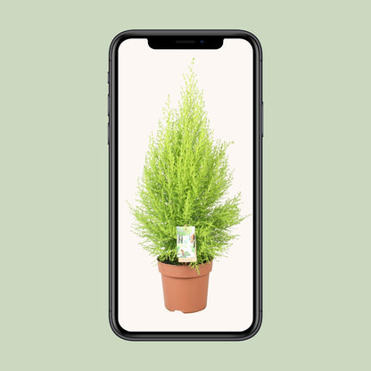 Cupressus Goldcrest Wilma - Ø17cm - ↕60cm