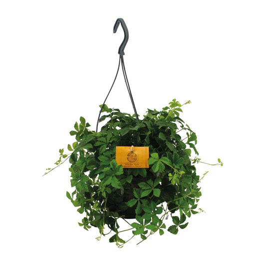 Parthenocissus Striatha Hängen - Ø15cm - ↕15cm