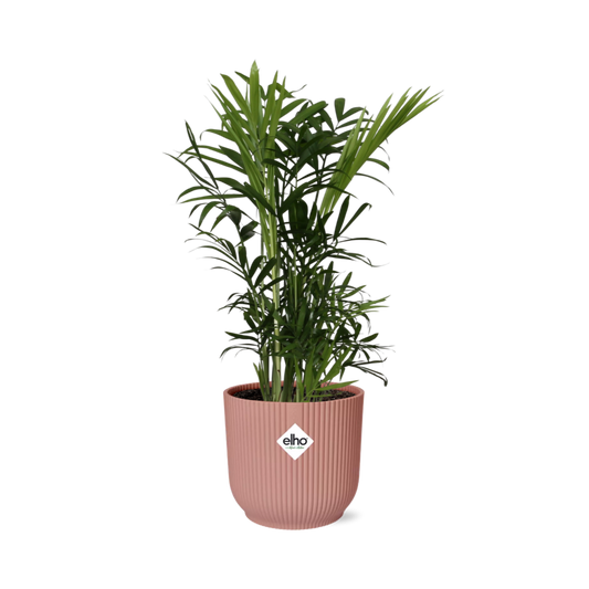Chamaedorea Elegans in ELHO Vibes Fold 14cm roze