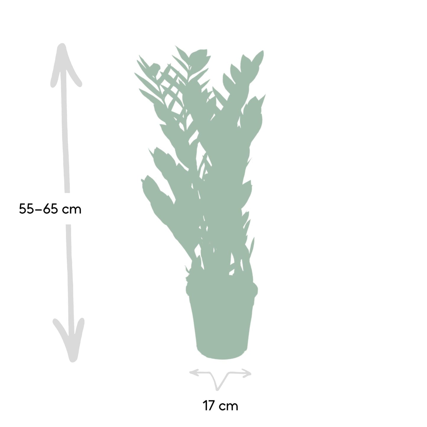 Zamioculcas Zamiifolia  - Ø17cm - ↕70cm