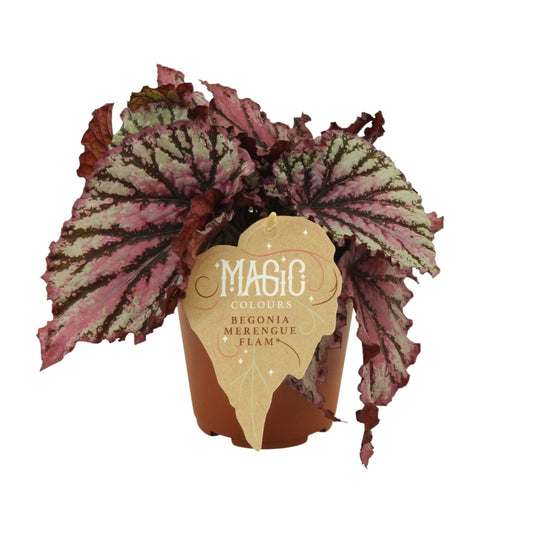 Begonia Rex Merenque - Ø12cm - ↕25cm