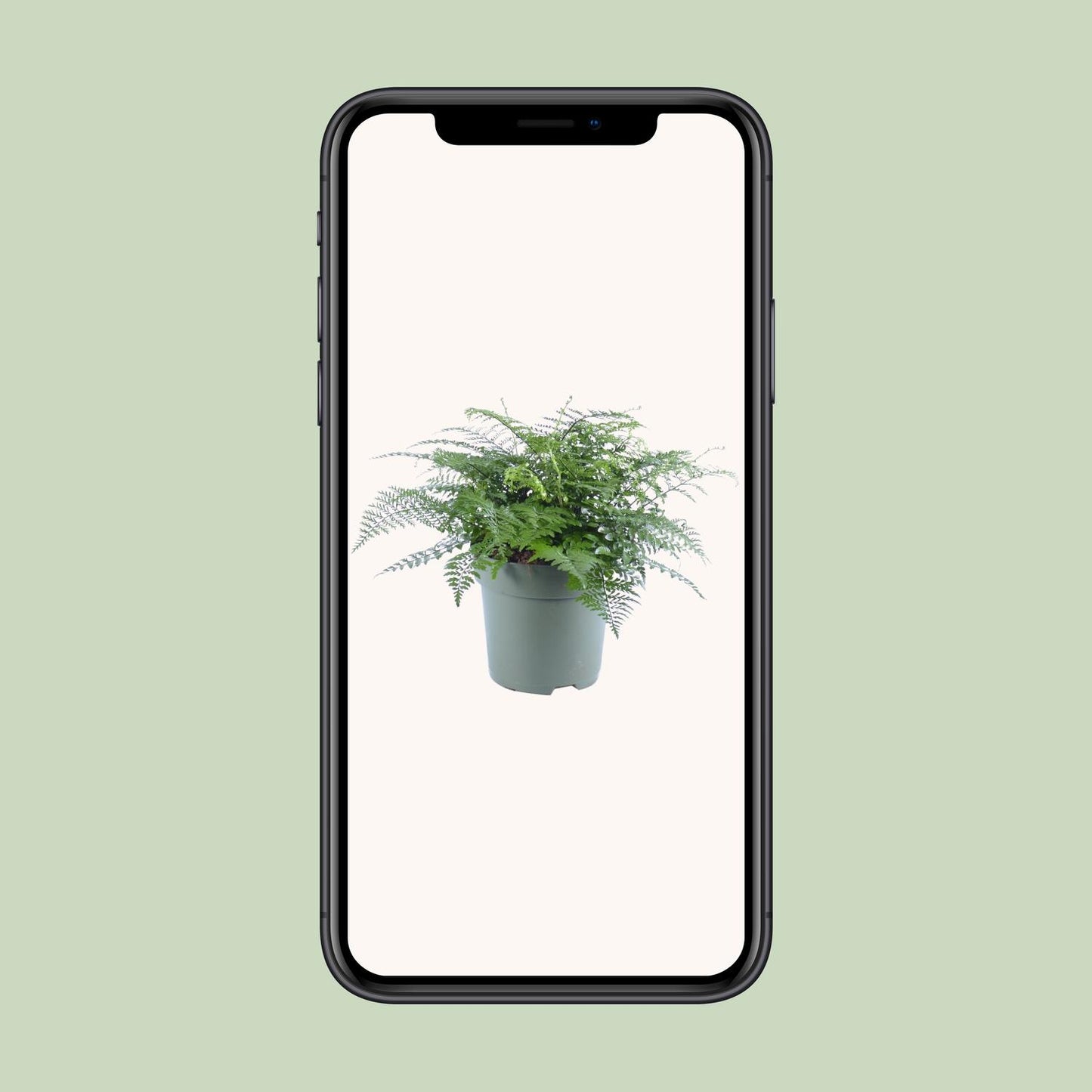 Asplenium Parvati - Ø27cm - ↕50cm