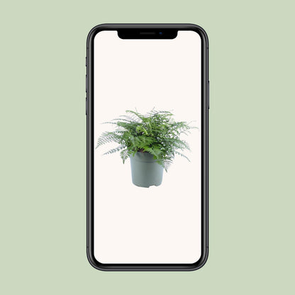 Asplenium Parvati - Ø27cm - ↕50cm