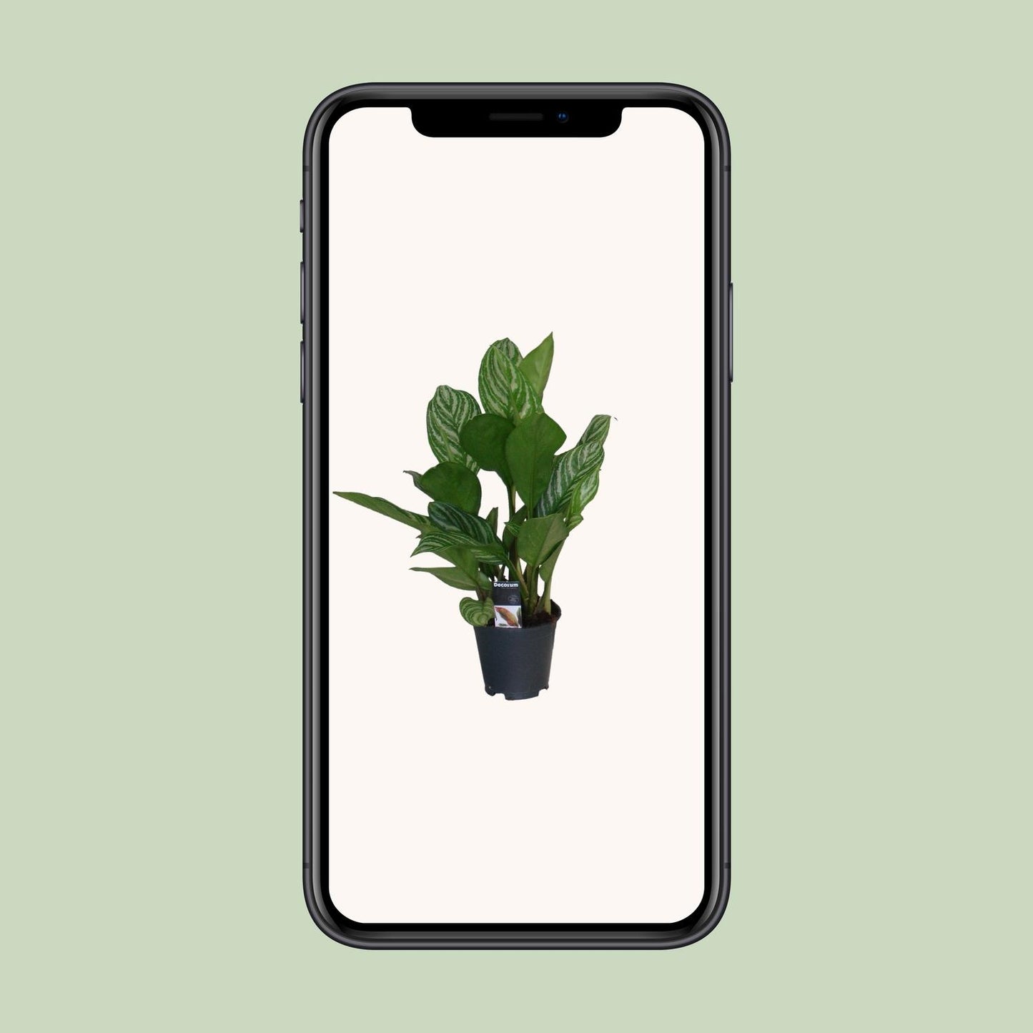 Aglaonema Stripes - Ø17cm - ↕60cm