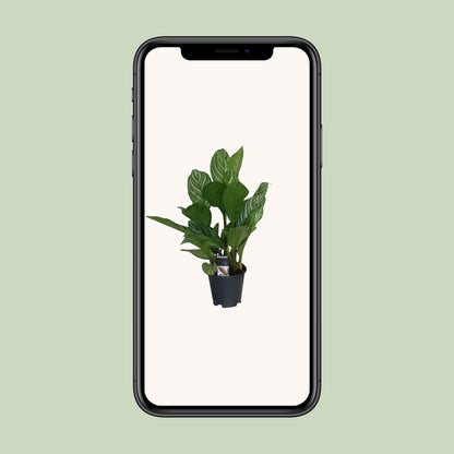 Aglaonema Stripes - Ø17cm - ↕60cm