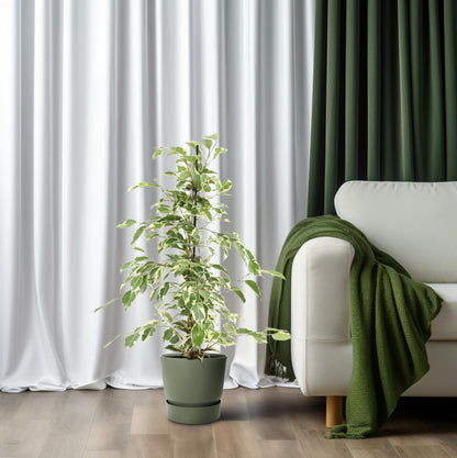 Ficus Benjamina Twilight - Ø14cm - ↕55cm