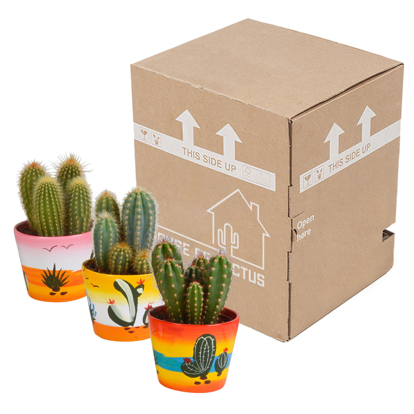 Cereus-Mischung 10,5 cm - 3x - in Mexicaanse pot
